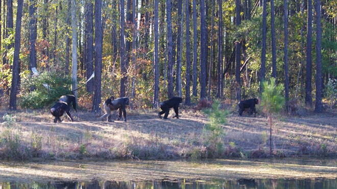 Chimp Haven Conans group.JPG